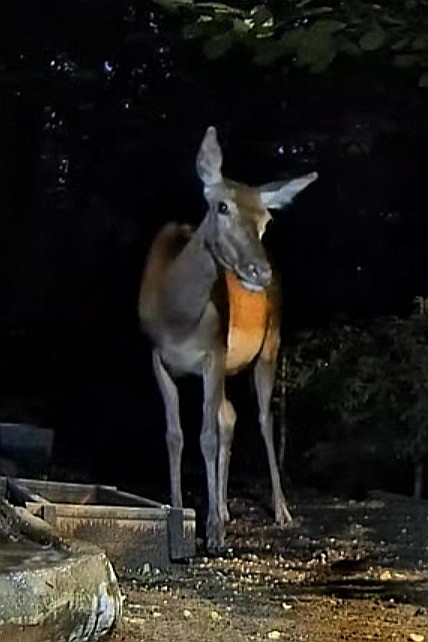 livebirdspoland_183f9f9d1f6cf9c2ffa298592d20a7b6.jpg
