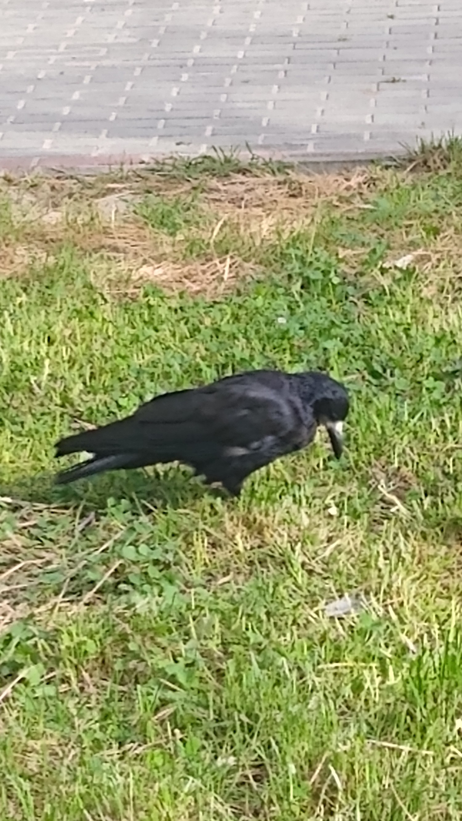 livebirdspoland_6ba6c7bef6a7ca5d806e7ce3eca59151.jpg