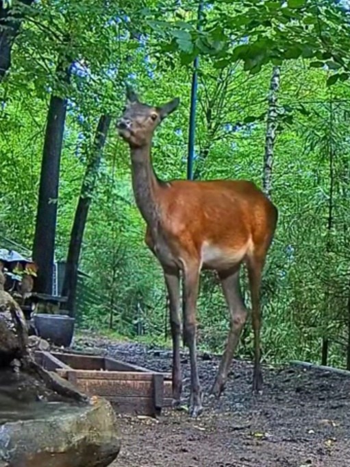 livebirdspoland_8116f5270bacf1c7d6c4efd905d6651c.jpg