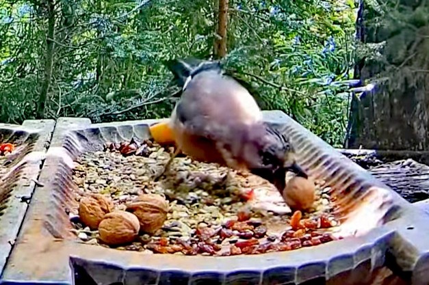 livebirdspoland_d42e2bdd51d20e17f6d4befbf3474e38.jpg