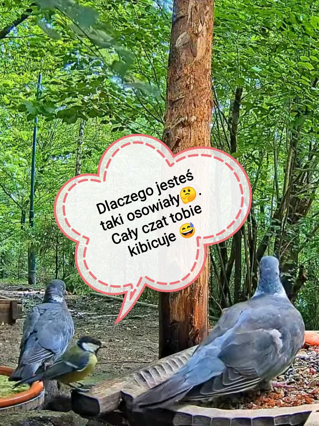 livebirdspoland_f656045d3596841b903454e3d4b575c0.jpg