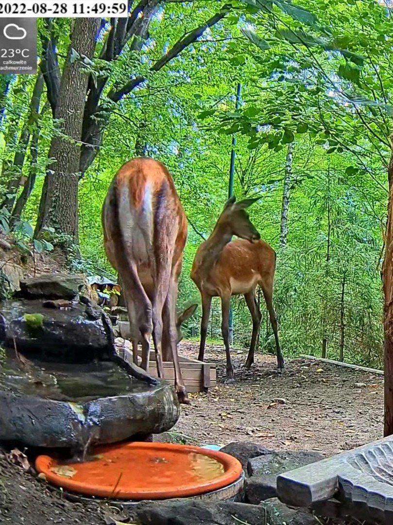 livebirdspoland_054866f2484f0418e199fc8365e5662f.jpg