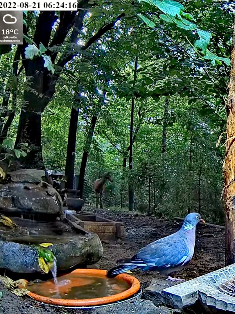 livebirdspoland_7f27d35e596562701ffe06f9ad6ffcd3.jpg
