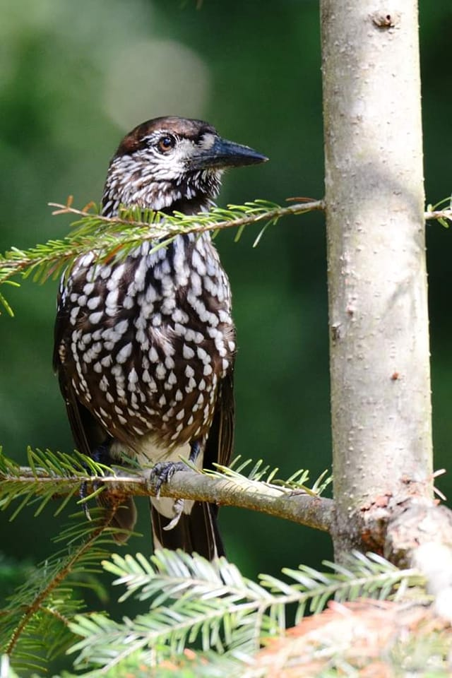 livebirdspoland_ed1ddc3ede5ee3e8e279a7bf3dd16a20.png