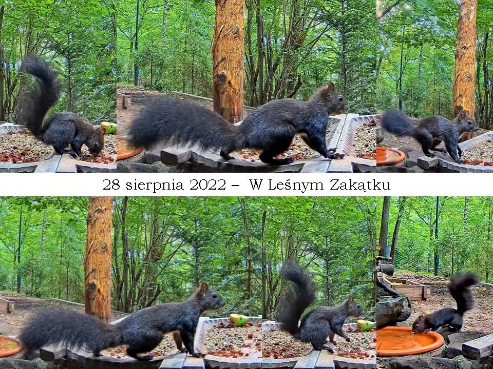 livebirdspoland_10e783a95bf07f61073b06e4e077be4b.jpg