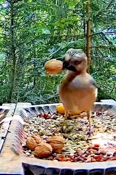 livebirdspoland_b8b81b01309deafd89231335e6d87f12.jpg