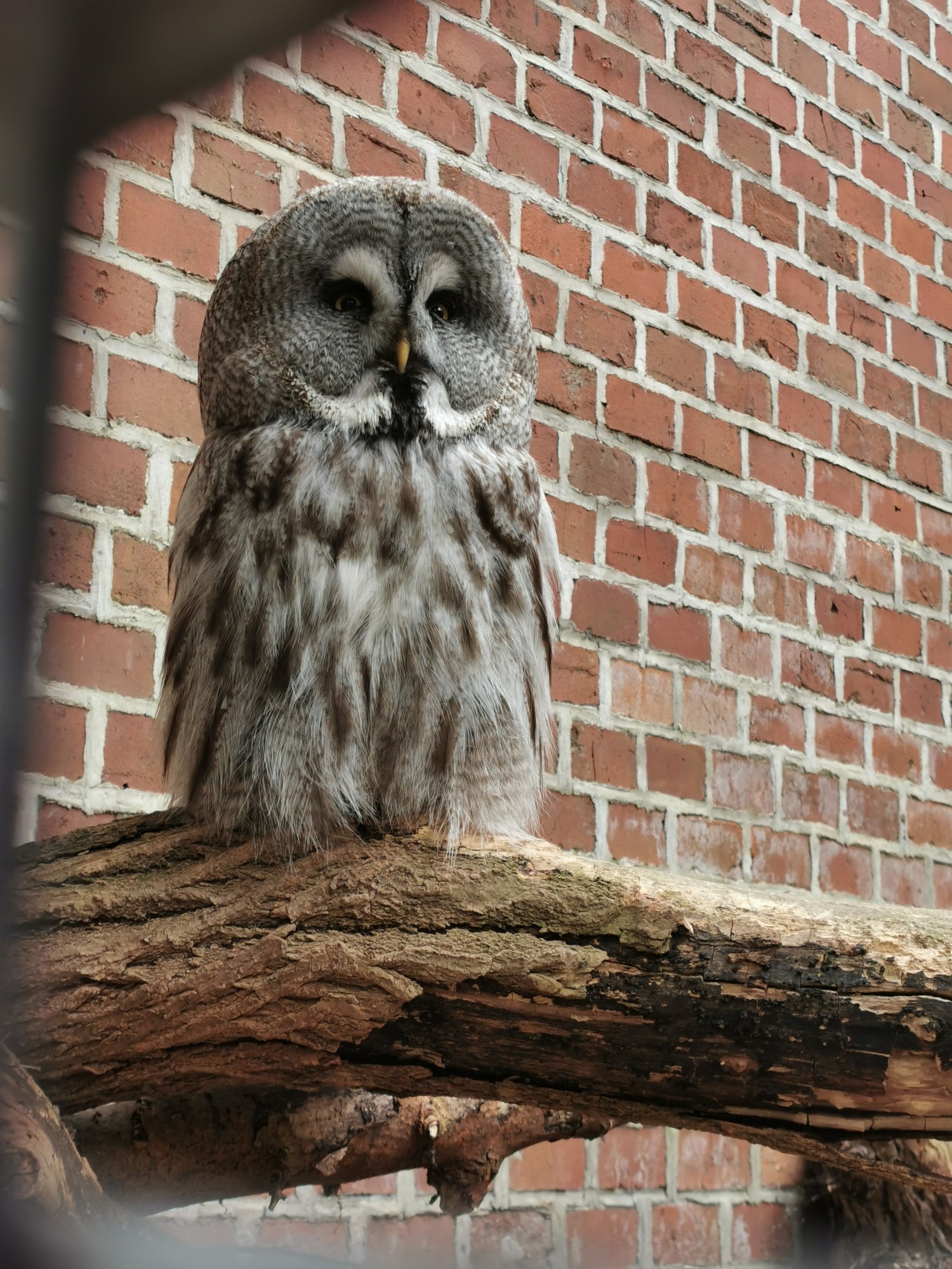 livebirdspoland_ceb05c4b1f5176a46ce2d2809ae9d297.jpg