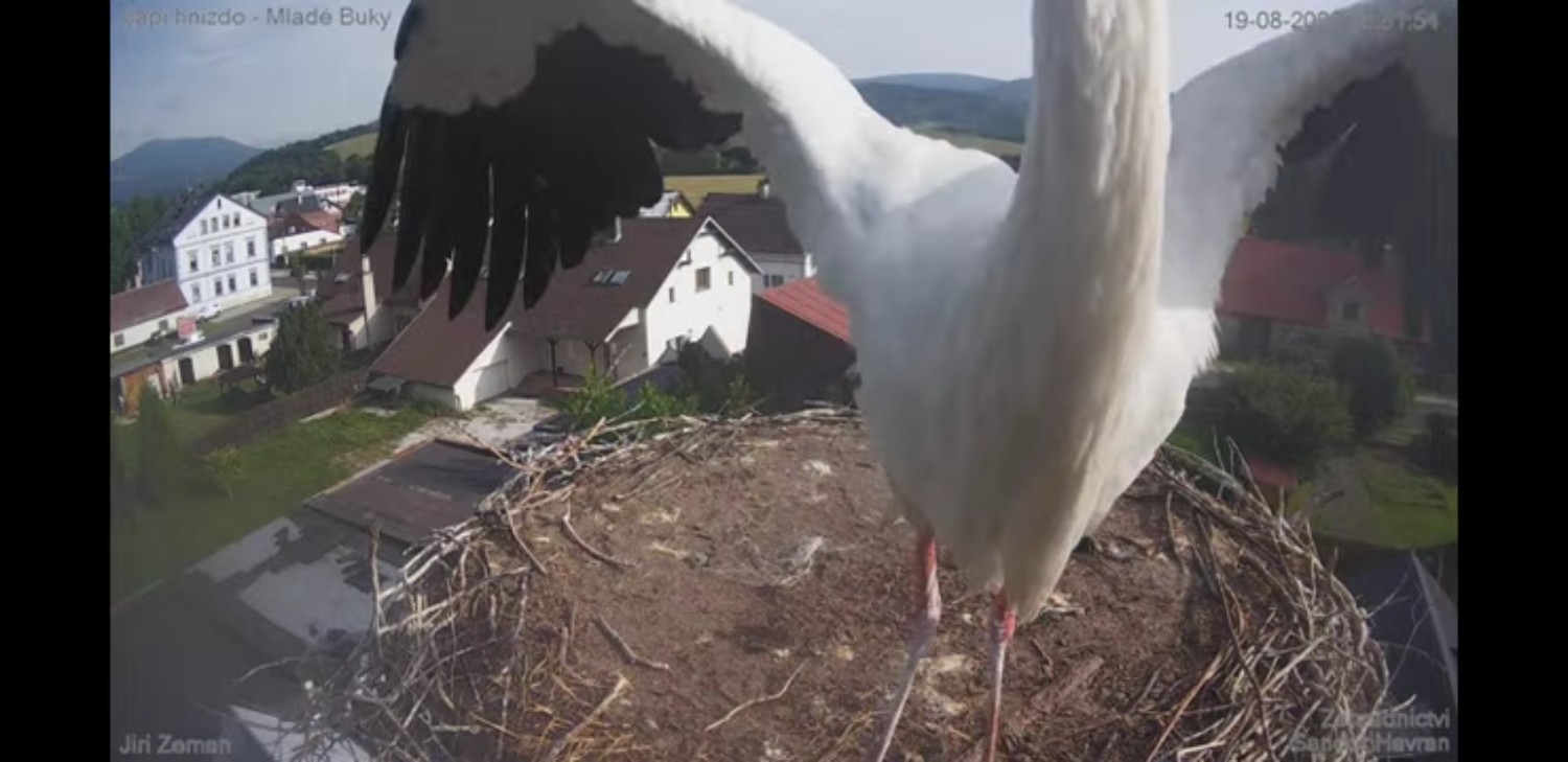 livebirdspoland_ff43befec98f73c7b989a972a0b5ff47.jpg