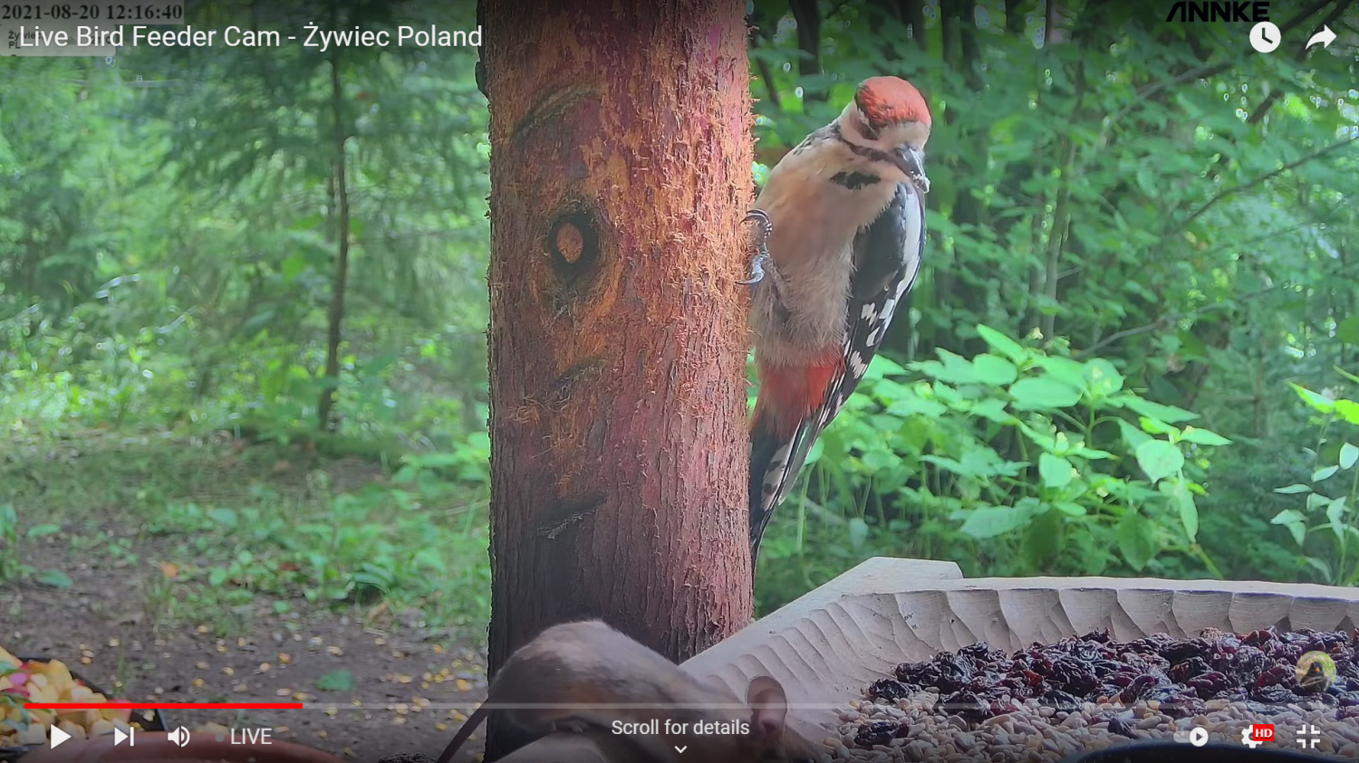 livebirdspoland_4e3b3b5586e51f295dfccde7e2d57feb.png