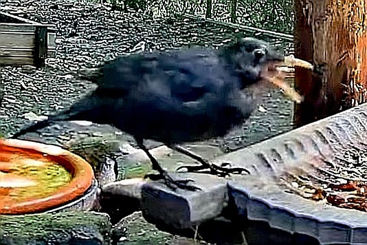 livebirdspoland_8c681361665b6197874eeb9a3f672b3c.jpg