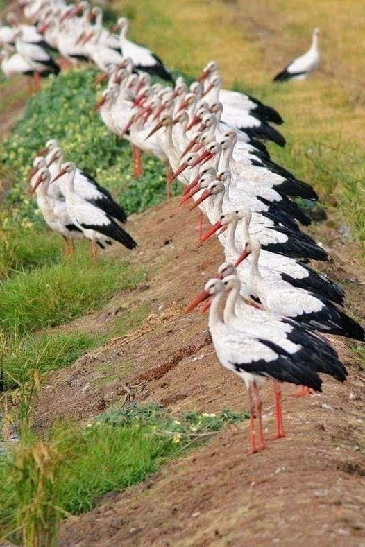 livebirdspoland_d7fe10e0a0bcc8b49ce8d628d96f50be.png