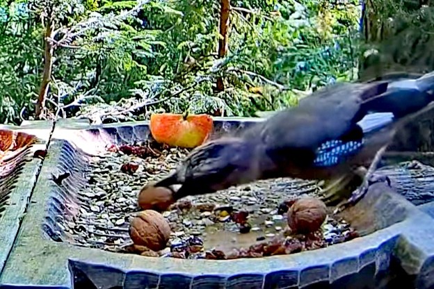 livebirdspoland_bac1a27fbde1787a321b5025f7e047fc.jpg