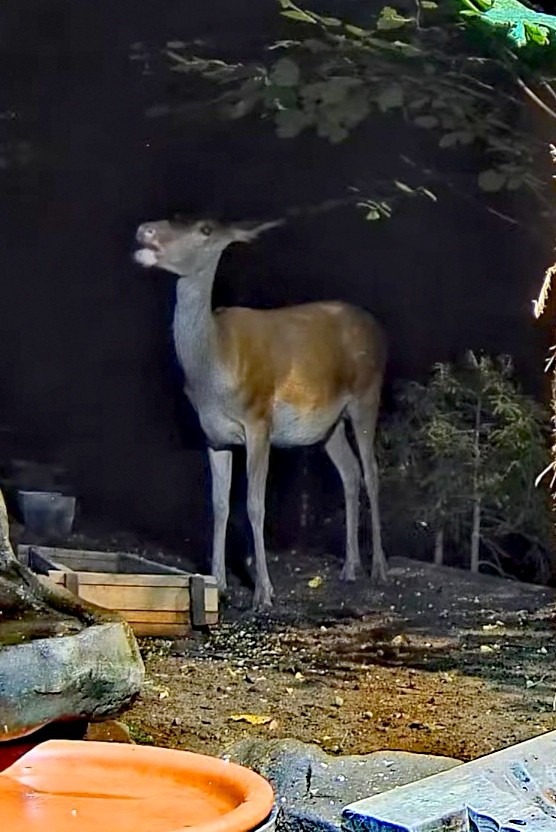 livebirdspoland_3eb29d09538d363b3bf841ee57c147e3.jpg