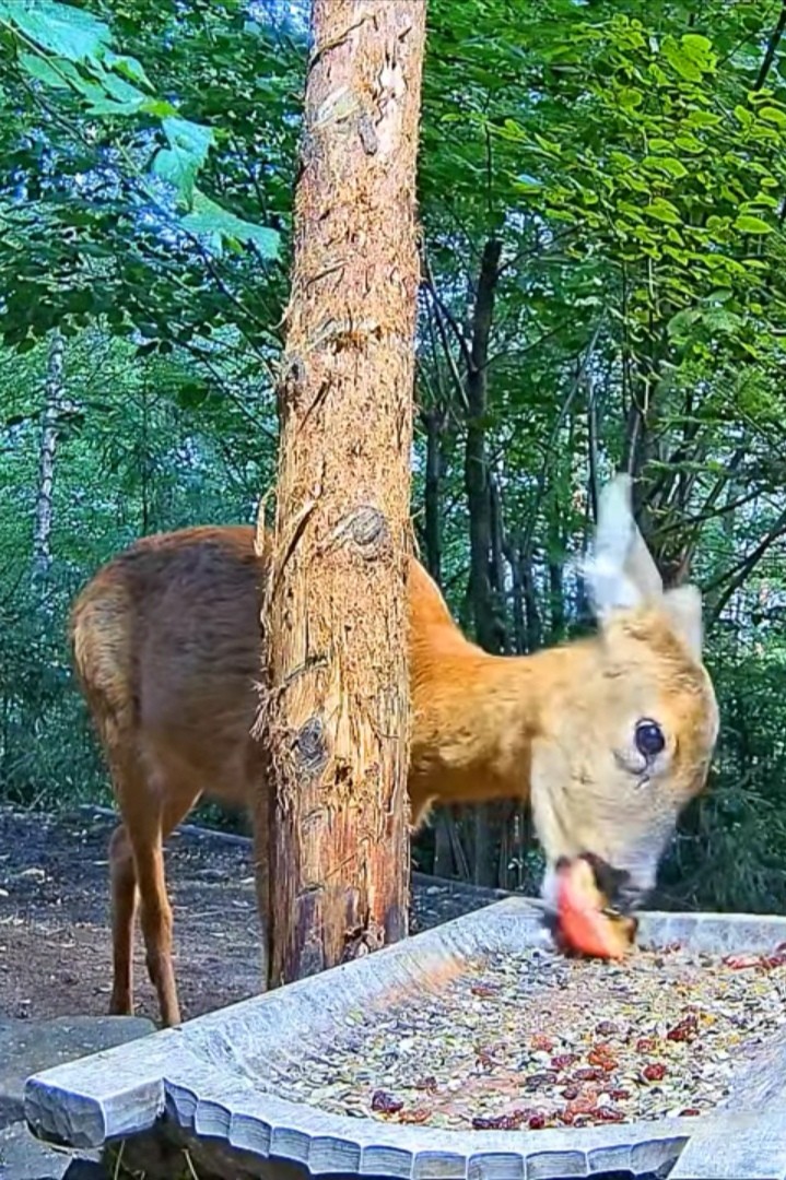 livebirdspoland_ae75d0cf1bfda47e79522353a6e9b69a.jpg