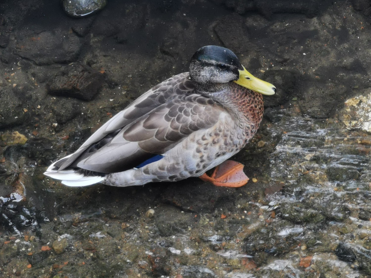 livebirdspoland_d1e5a19698ff1e95631d97226dbb4346.jpg