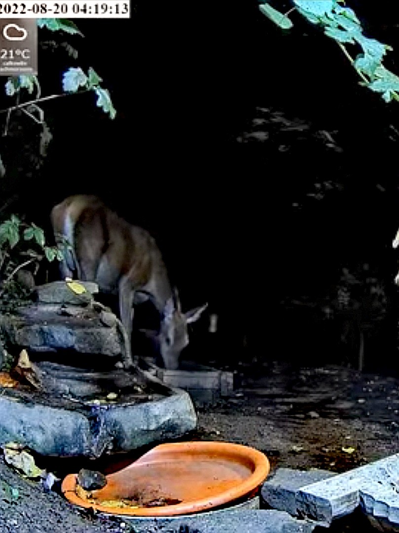livebirdspoland_9d75b1286077e5000616e8663ec2d31e.jpg