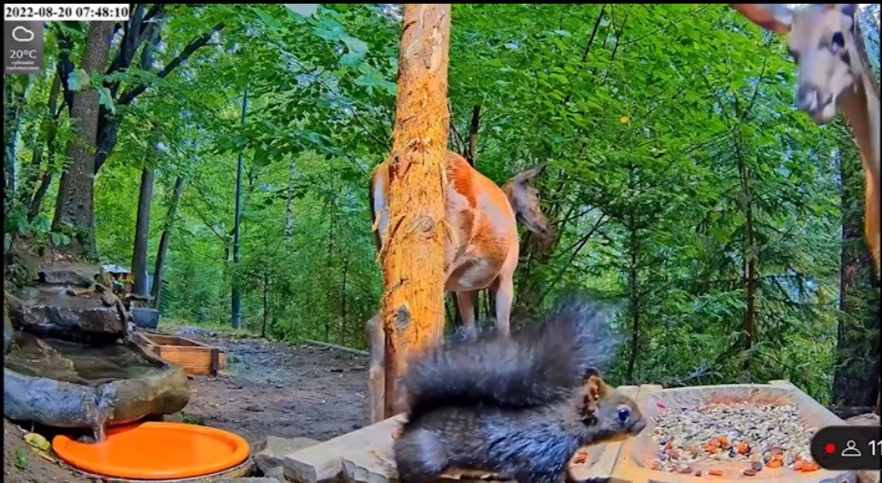 livebirdspoland_2b2d01f7f1199174726a642ee53da657.jpg