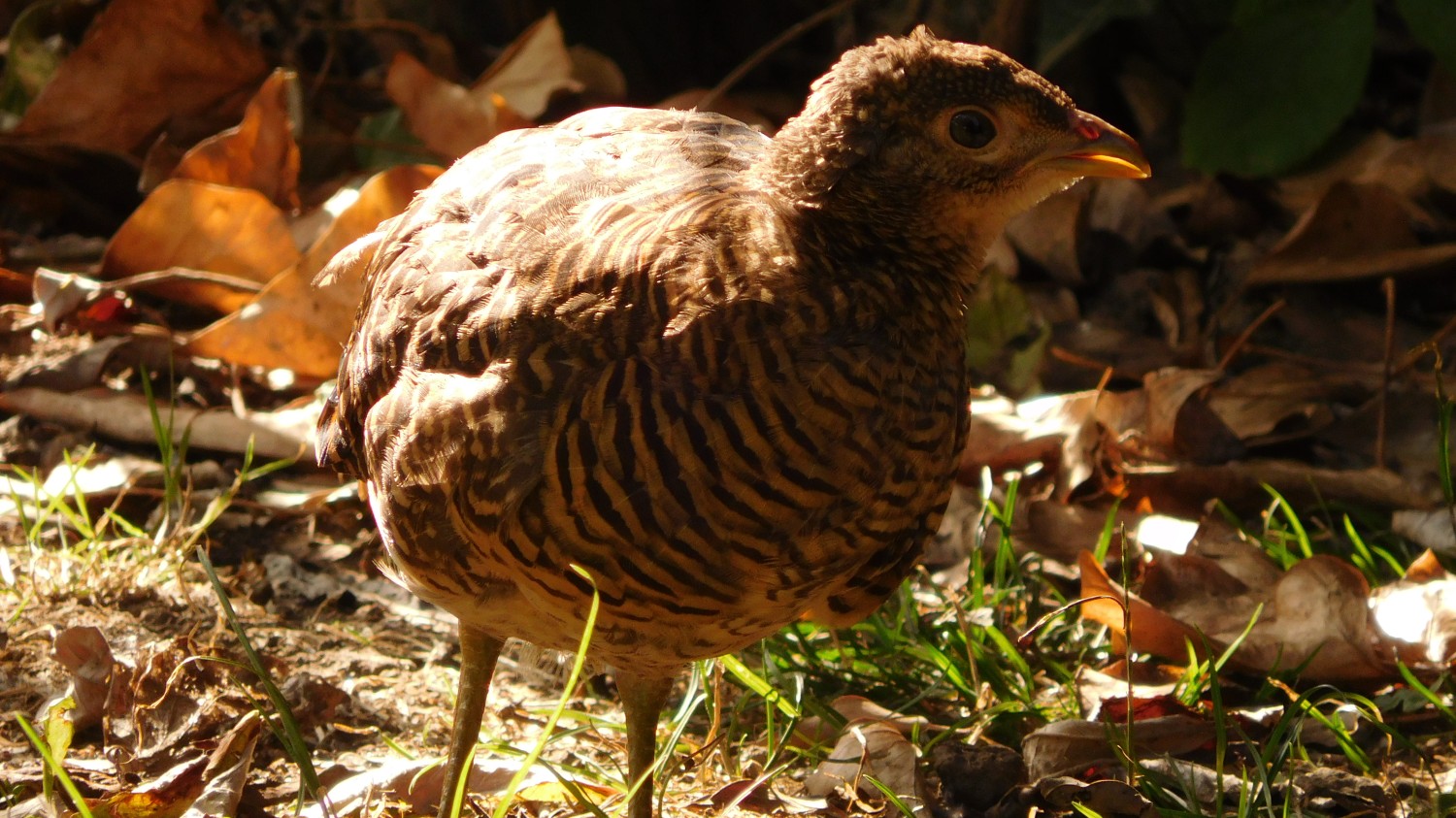 livebirdspoland_f844e2e95de0f1d2fc1ff5ebeaac16aa.jpg