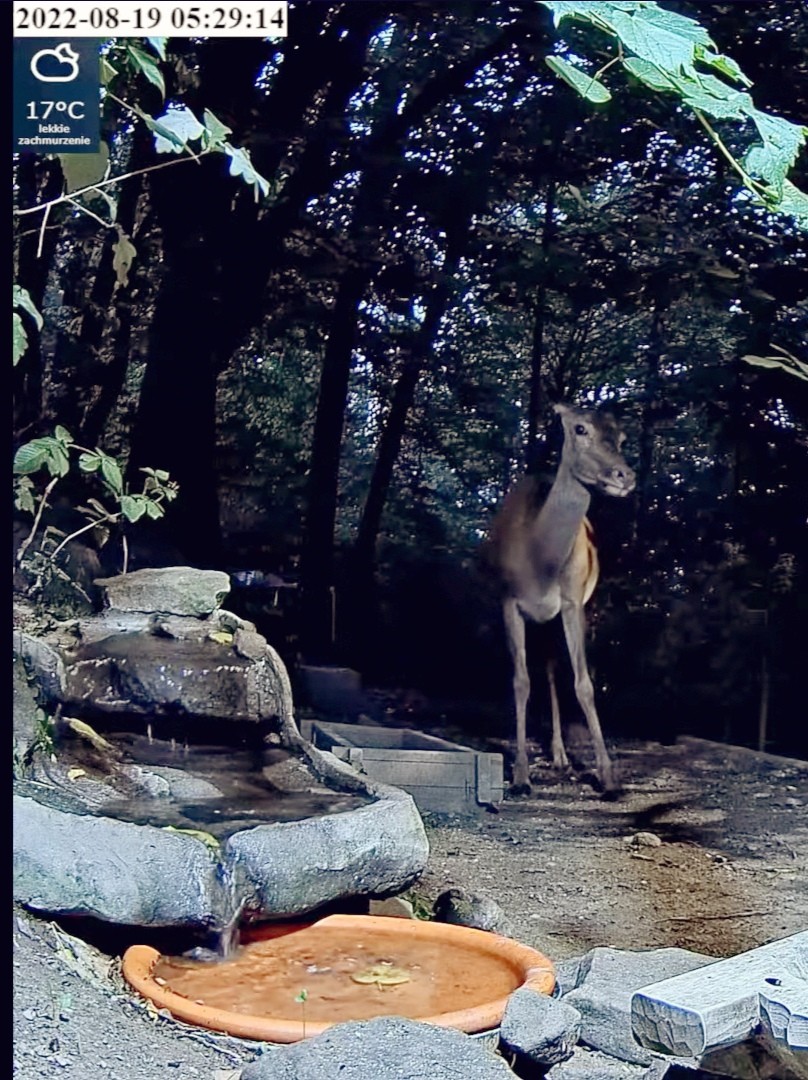 livebirdspoland_5dc73772c76cb20a57ab38e874048214.jpg