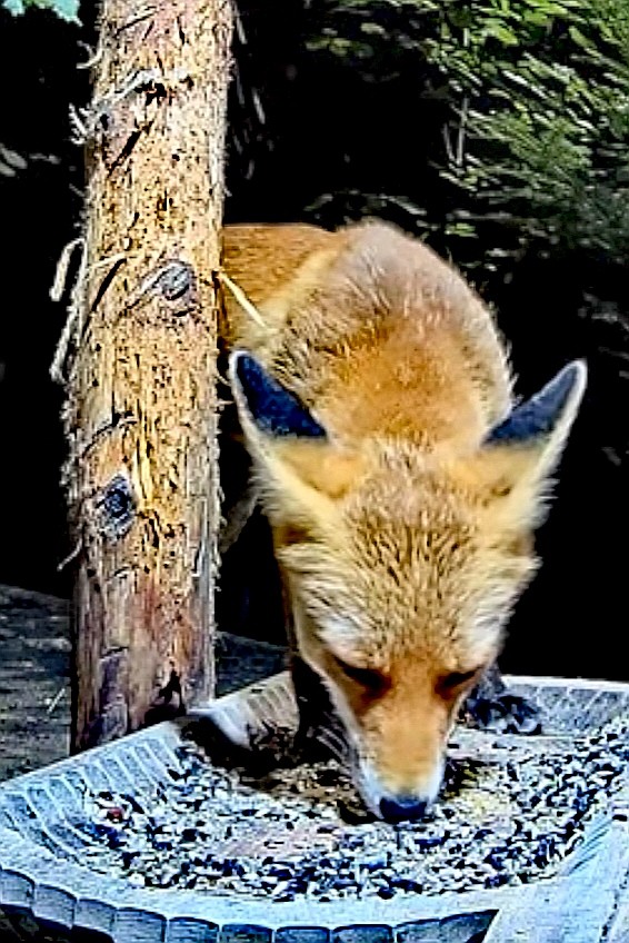 livebirdspoland_a8867375cddc30c898f4bff87a56eece.jpg