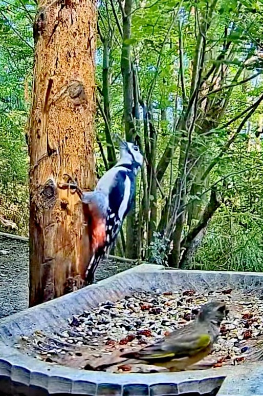 livebirdspoland_8400ad873fe46c538e50b1145e1a27a7.jpg