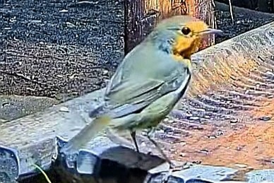 livebirdspoland_292618d31b479d6c66333301682649e9.jpg