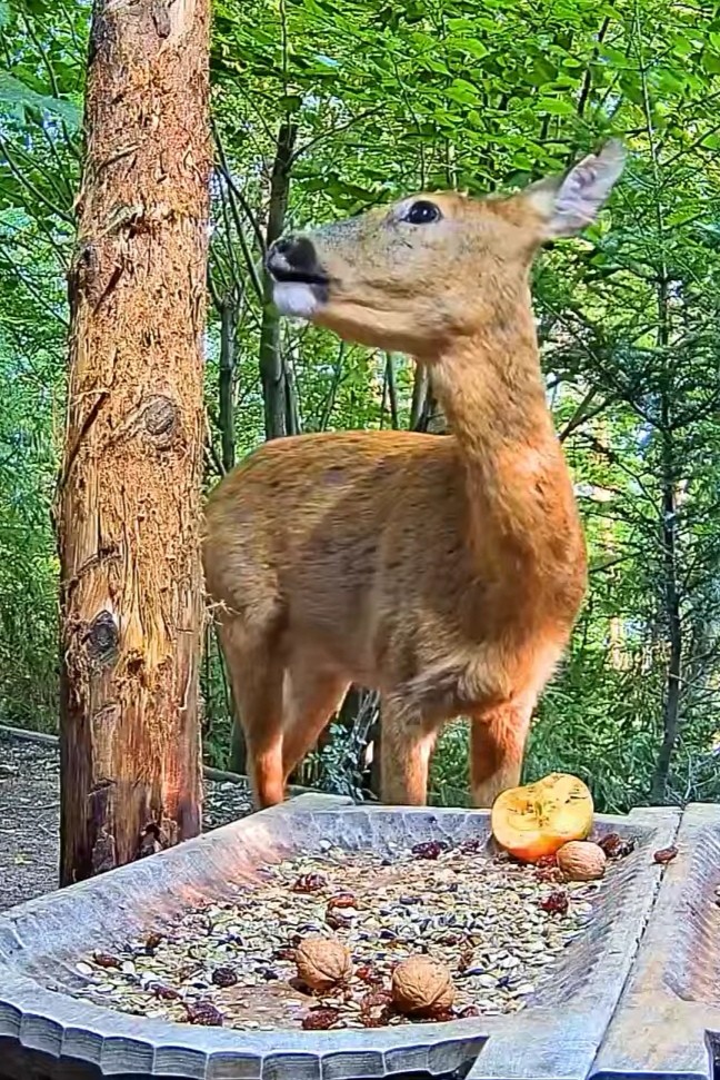 livebirdspoland_be2b9c407f0e66700f78c9be8553408c.jpg