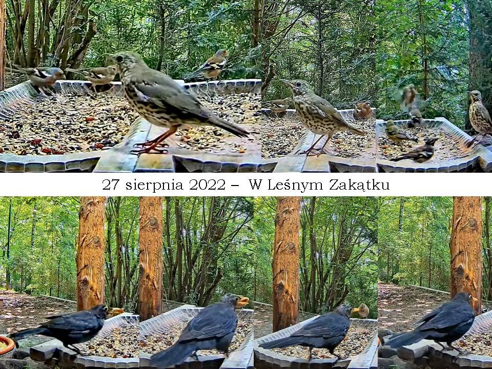 livebirdspoland_5c8df3b0c5c8d1457cd581da0c0a650f.jpg