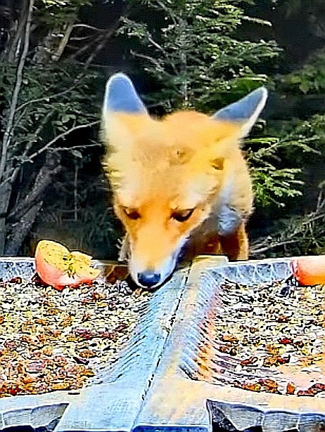 livebirdspoland_384c314d78790f7158c87304a04be32e.jpg