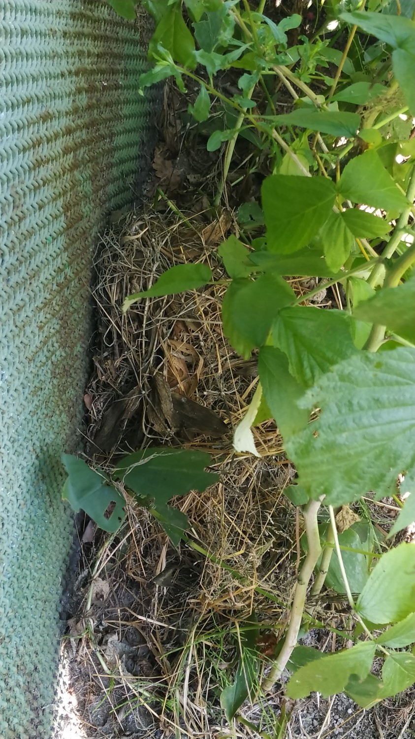 livebirdspoland_996e121062f817e843129b7932ae7858.jpg