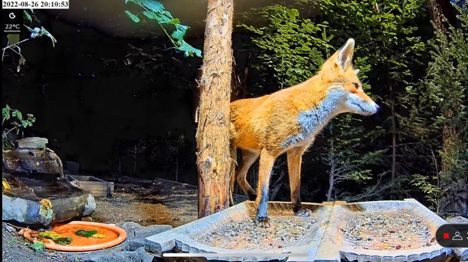 livebirdspoland_b3a233e38c33ba42938c25821630038d.jpg