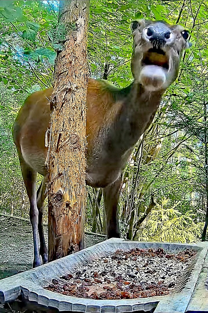 livebirdspoland_414d6fa6963b95ebd0a08869269c71b7.jpg