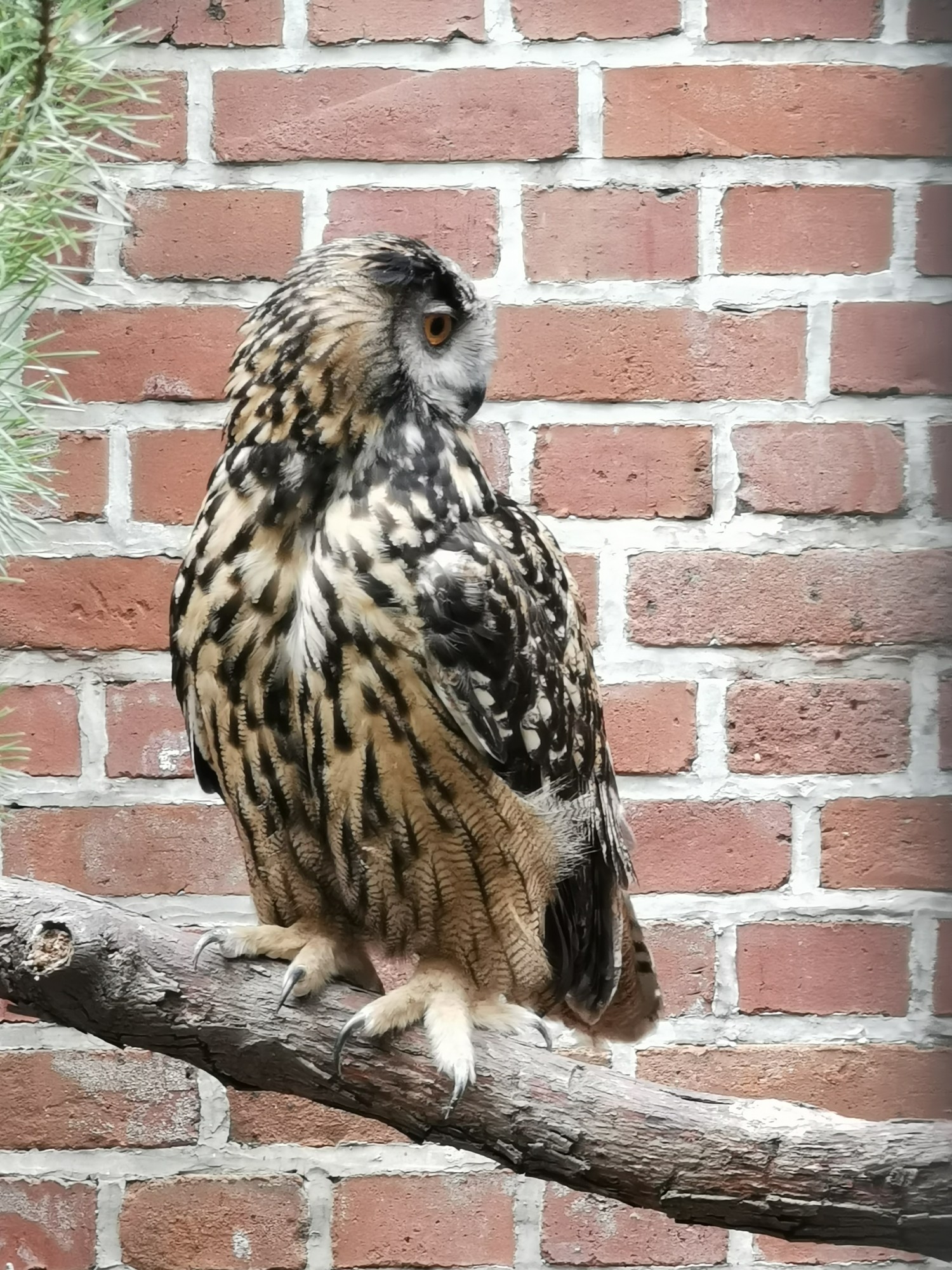 livebirdspoland_60f444d0dc373d0de5c4d0391269397c.jpg