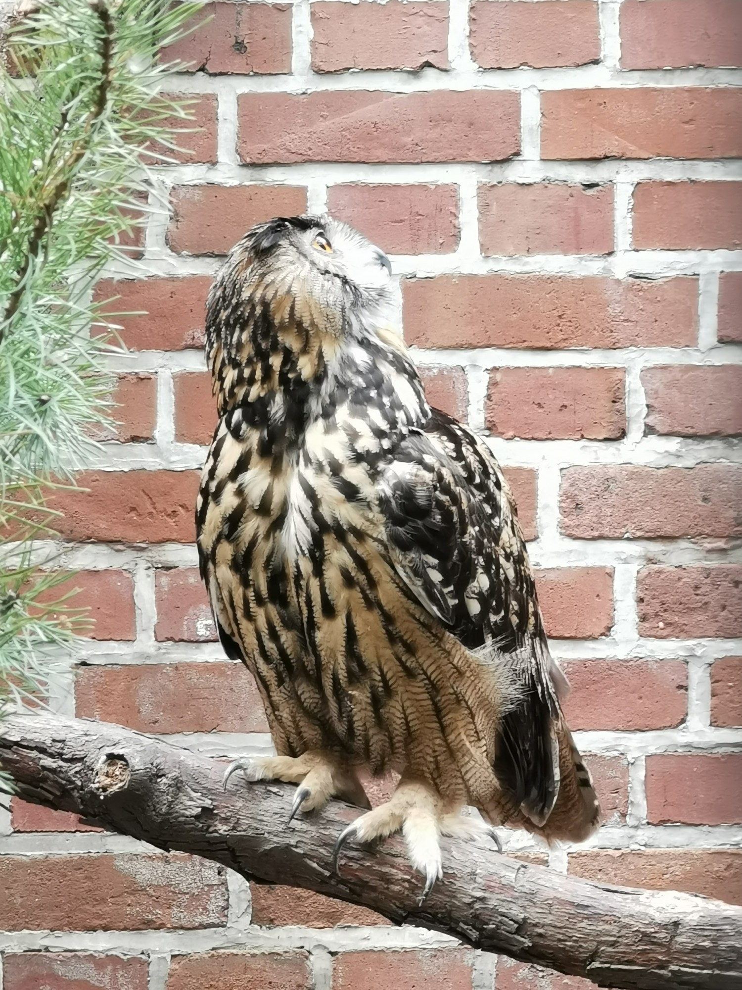 livebirdspoland_2e40a32b0aa2a9f149744b71535b54c2.jpg