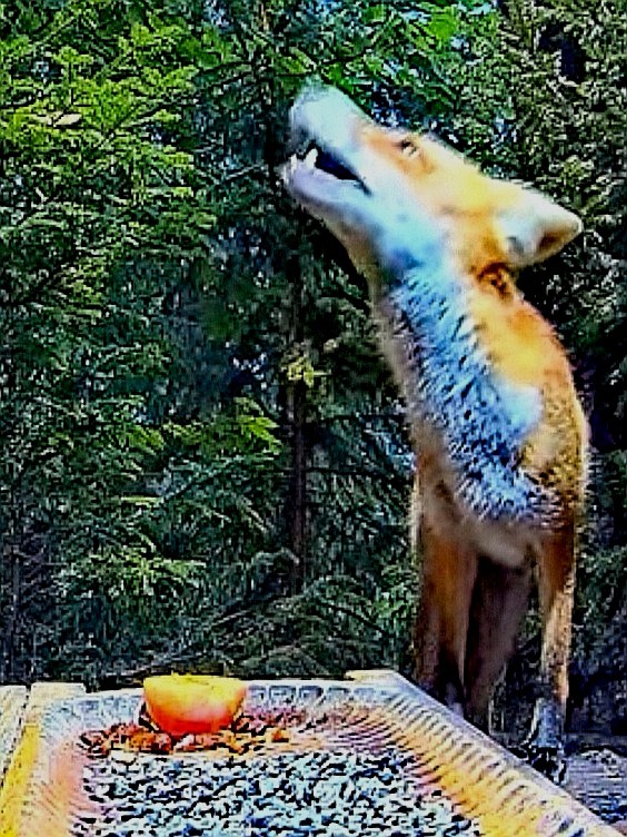 livebirdspoland_daca5307a9c457ecba8bd978c2d7a3ba.jpg