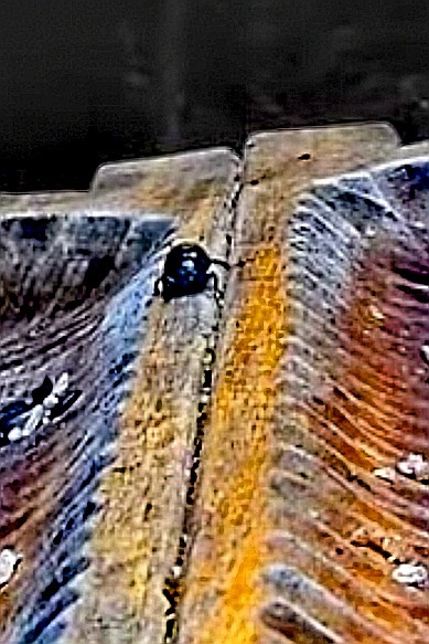 livebirdspoland_0563f86f35c503c7100d96333c06f145.jpg