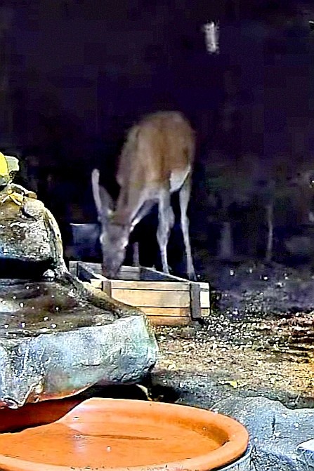 livebirdspoland_61c8a07c9c361f41c8d538588e062b7c.jpg