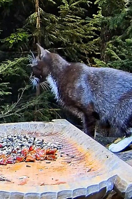 livebirdspoland_50186f1ab607dae46fa6a8670b50ff93.jpg