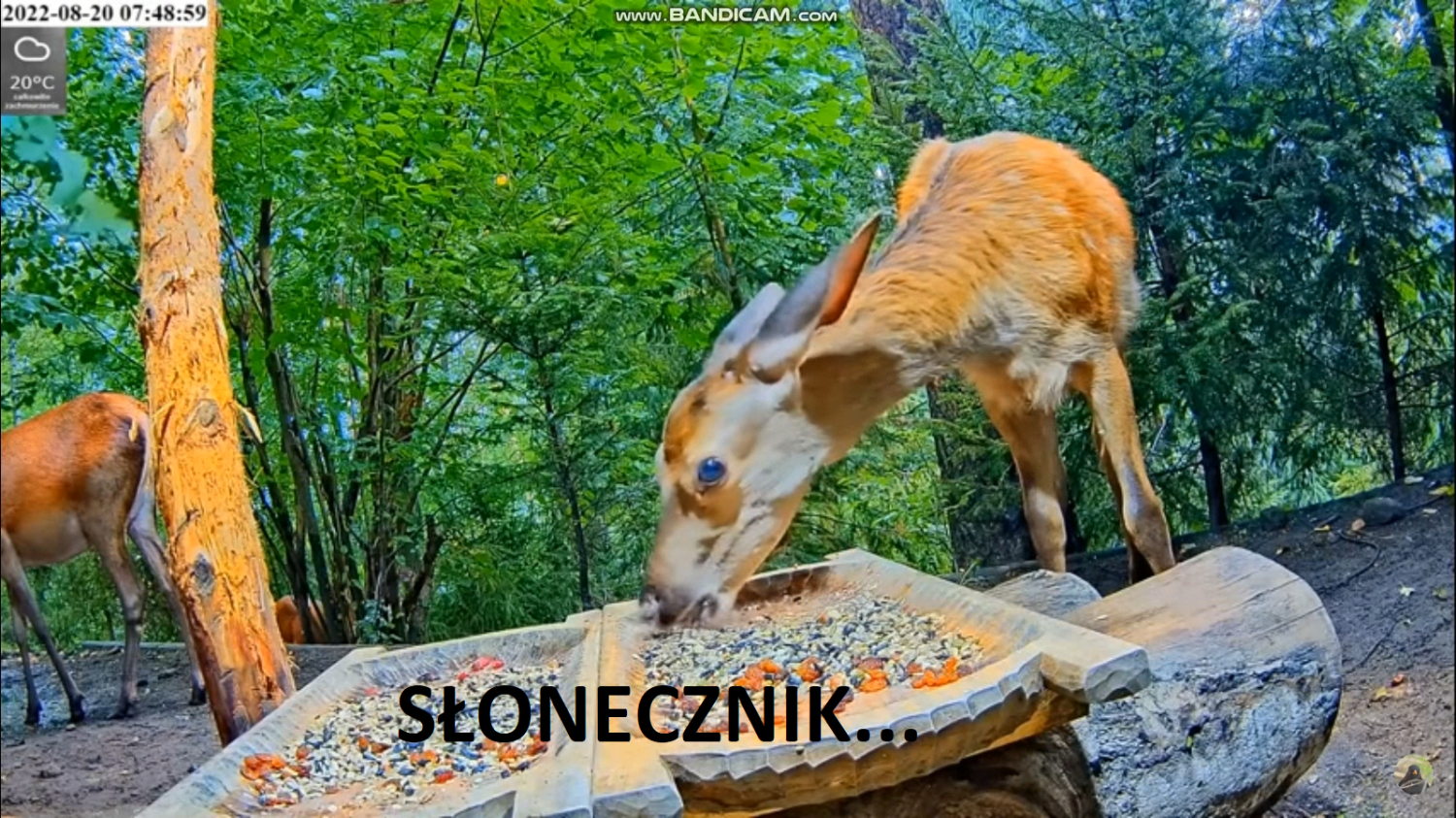 livebirdspoland_9f031498c3e370a4427c62d2a8df65de.png