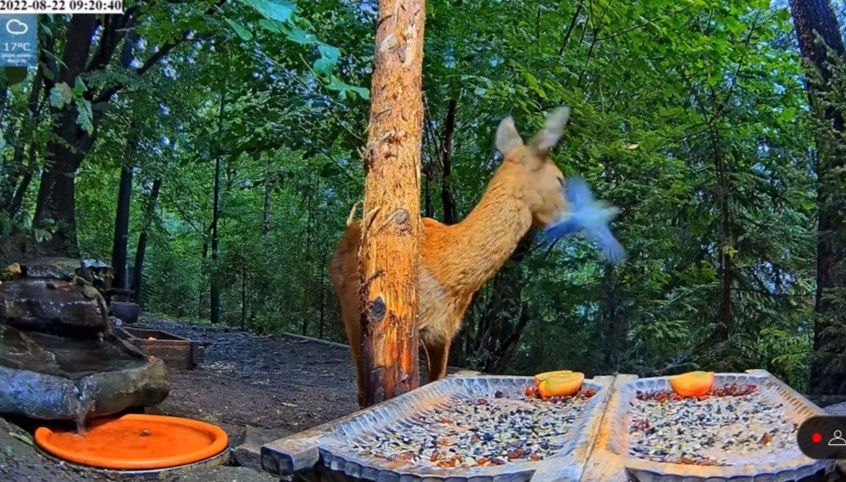 livebirdspoland_e27da9d3ba0c779bb00d8cbed6bb2860.jpg