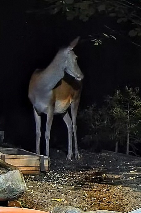 livebirdspoland_83c857b85439ea3b60fd01dee87fbfd7.jpg