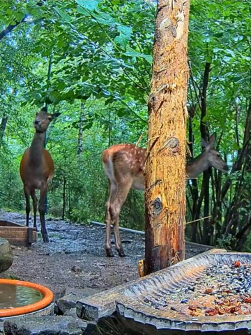 livebirdspoland_1e7114e9b1ccaebd6f5007387c97b548.jpg