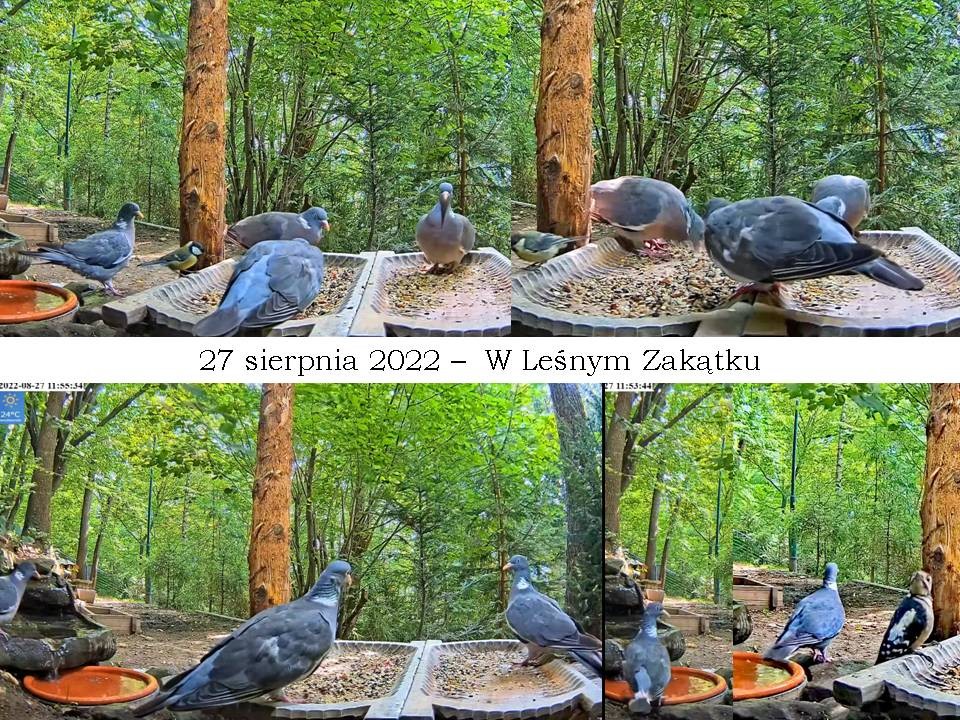 livebirdspoland_a2f3e50be25f8b6c2ebbc2ea6a898b4a.jpg