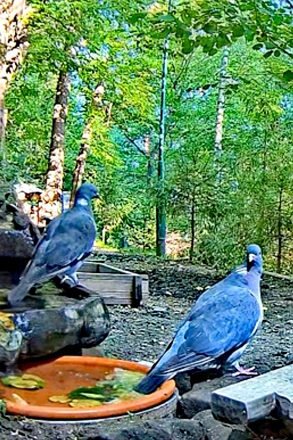 livebirdspoland_26f947a2032cafe51deb05d8ee056381.jpg