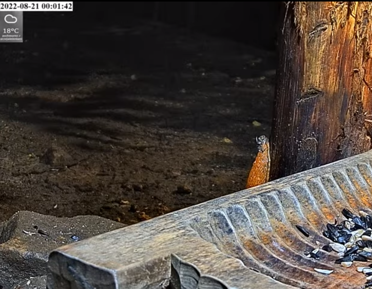 livebirdspoland_65f56fa234fed9d3bfe99ac38f01ae12.png