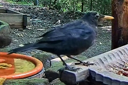 livebirdspoland_12a14556017803afe77bc9dd6a6180e7.jpg