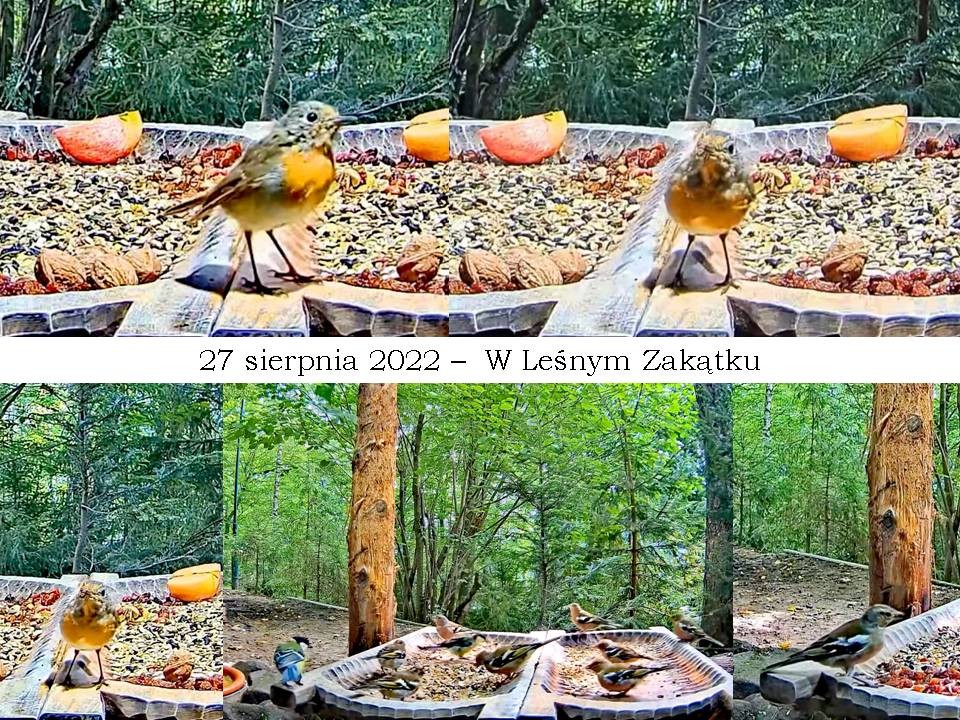 livebirdspoland_c2c117f0381f71dc1367ba65a44d3937.jpg