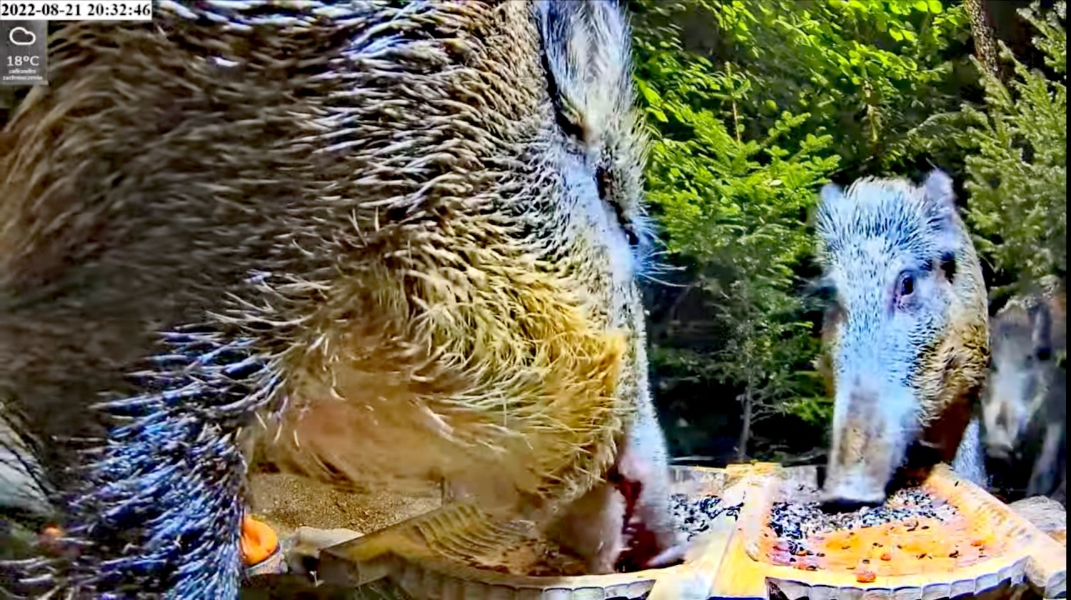 livebirdspoland_f5524f1263f38a67500c895f46a72291.jpg