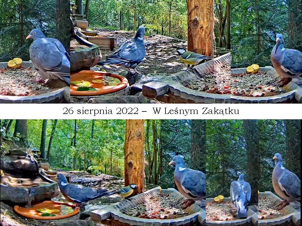 livebirdspoland_5ba16f8f8921dad1d49e5cf20637f6cf.jpg