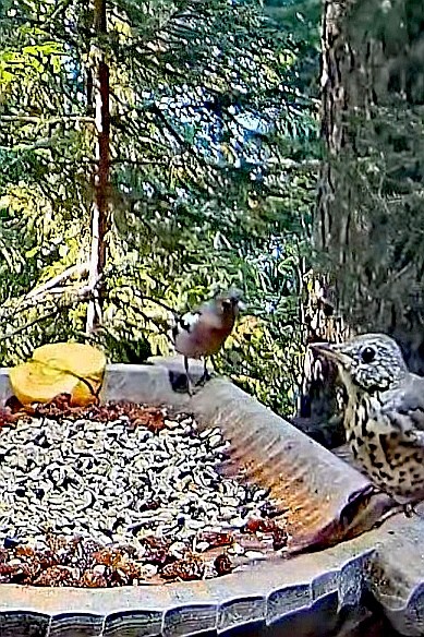 livebirdspoland_2aa1bee6b7723a0f058825f1d90f71ee.jpg